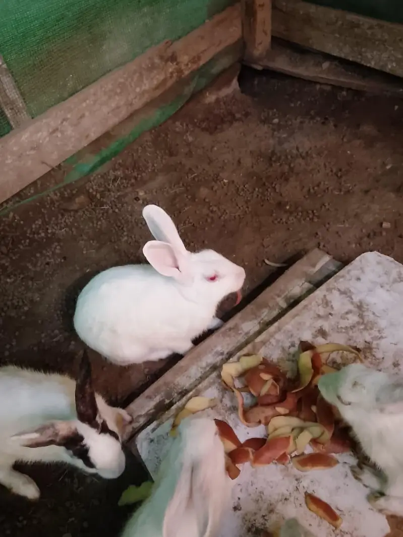 red ayes  rabbits 06 qt — photo 2