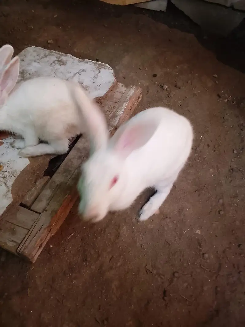 red ayes  rabbits 06 qt — photo 3