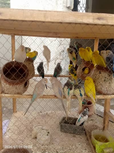 Austrian parrots