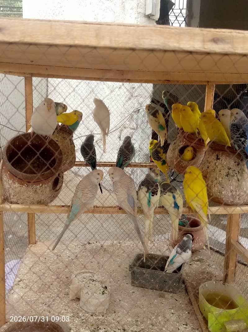 Austrian parrots 0