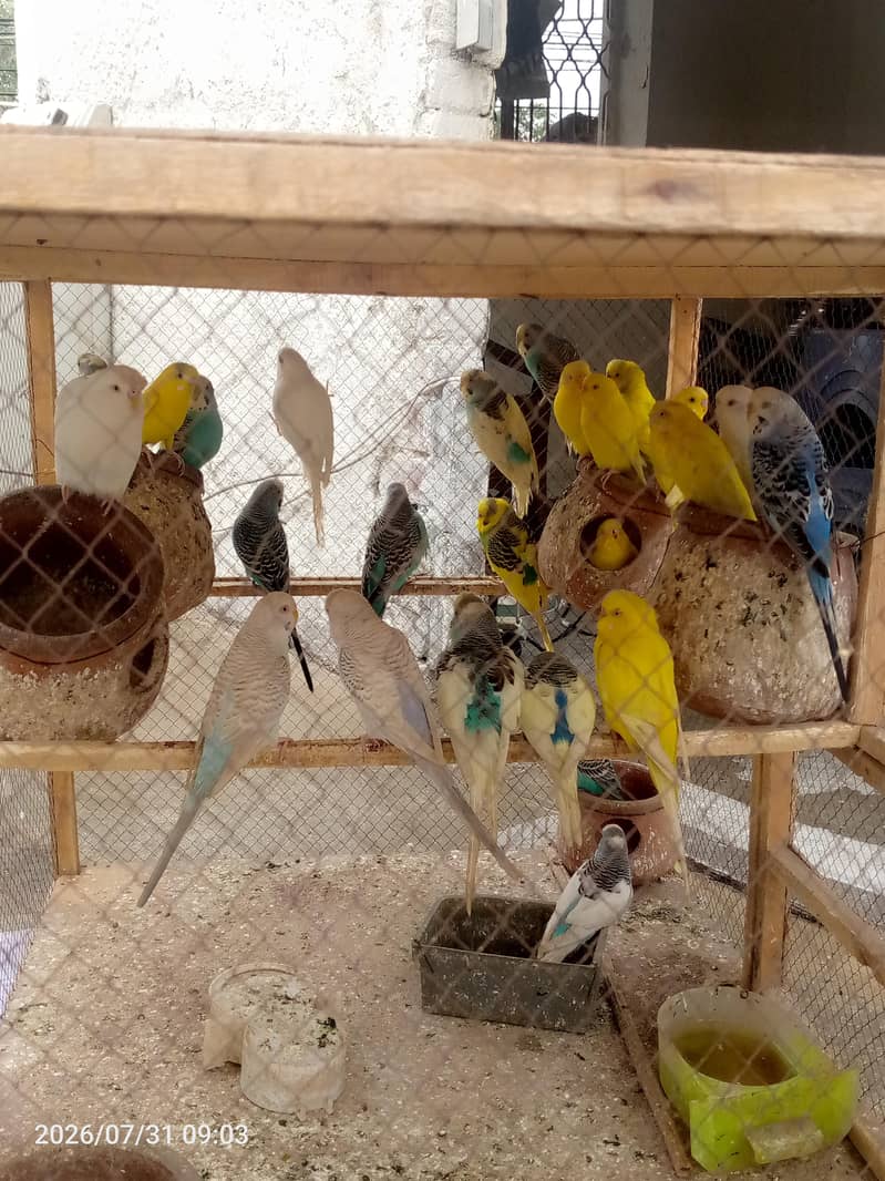 Austrian parrots 1