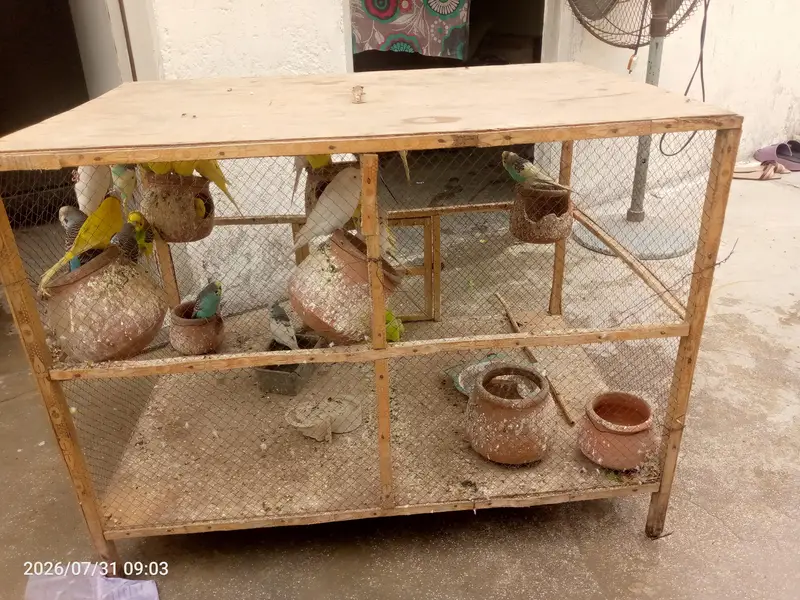 Austrian parrots — photo 4