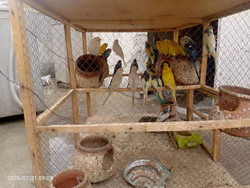 Austrian parrots 4
