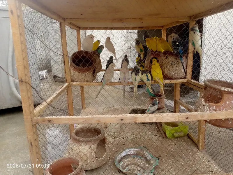 Austrian parrots — photo 5