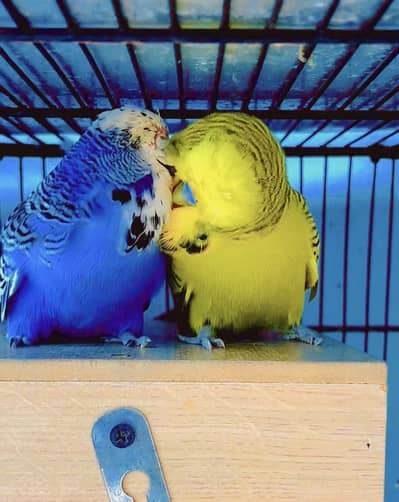Us bloodLine Exibition pair