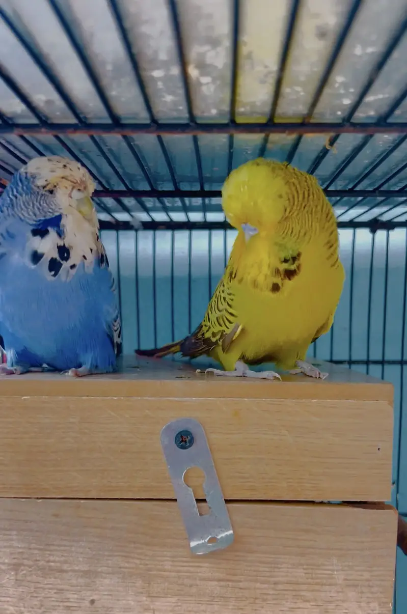 Us bloodLine Exibition pair — photo 2