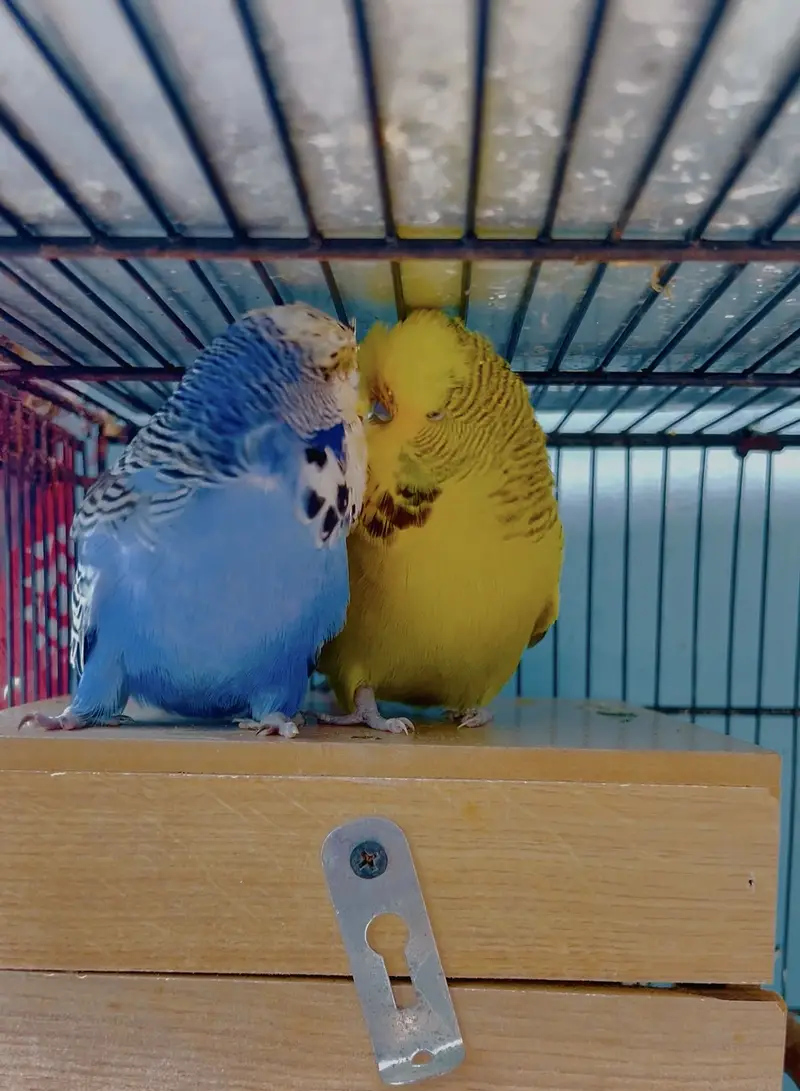 Us bloodLine Exibition pair — photo 3