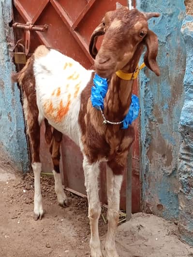 2 bakri for sale haqeqa wagera kar sakte ho
