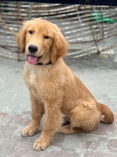 Golden retriever male puppy for sale