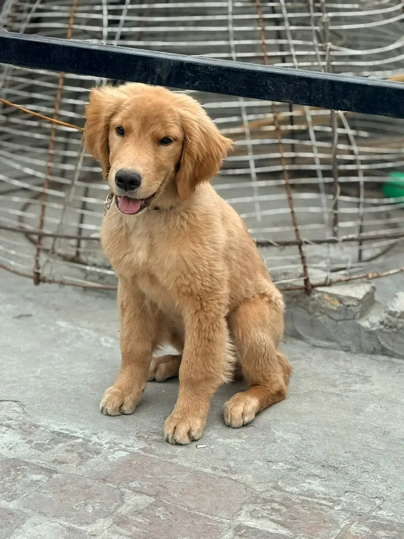 Golden retriever male puppy for sale — photo 2