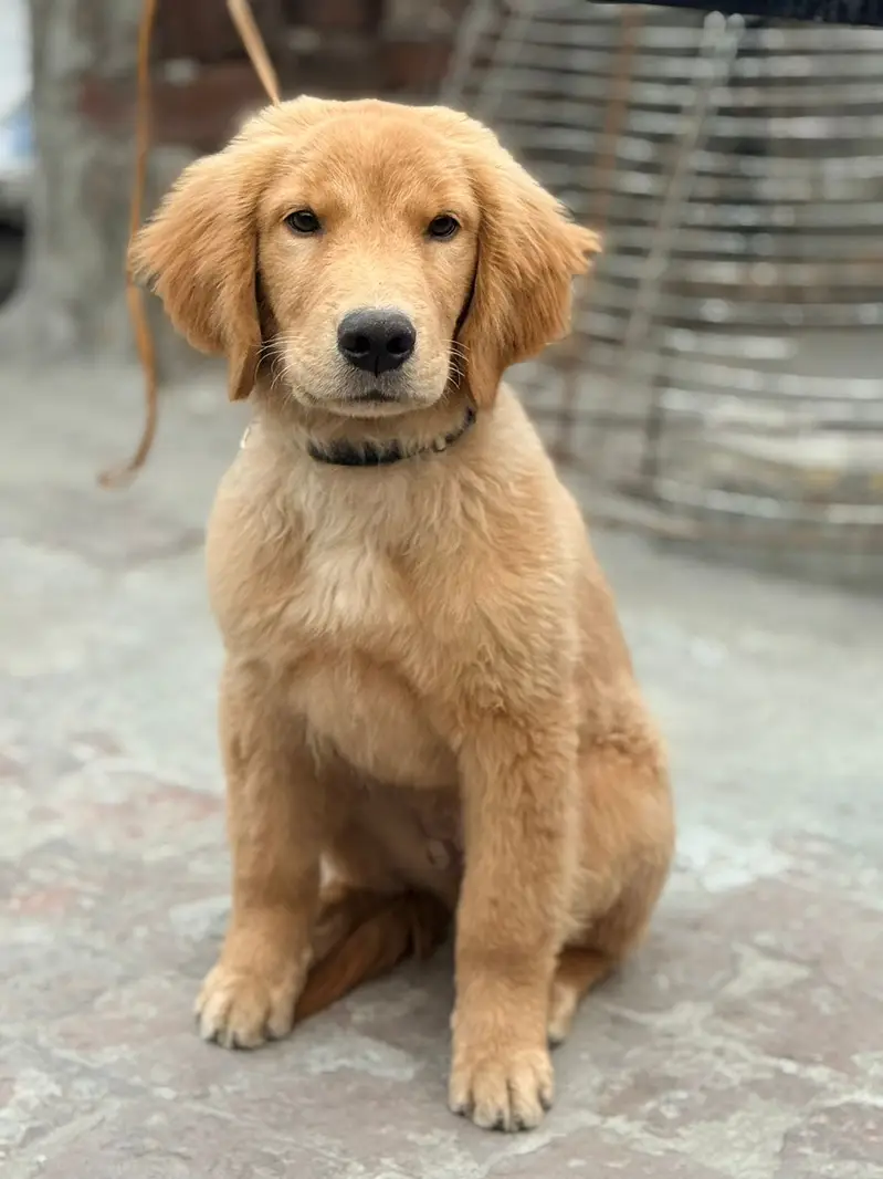 Golden retriever male puppy for sale — photo 3