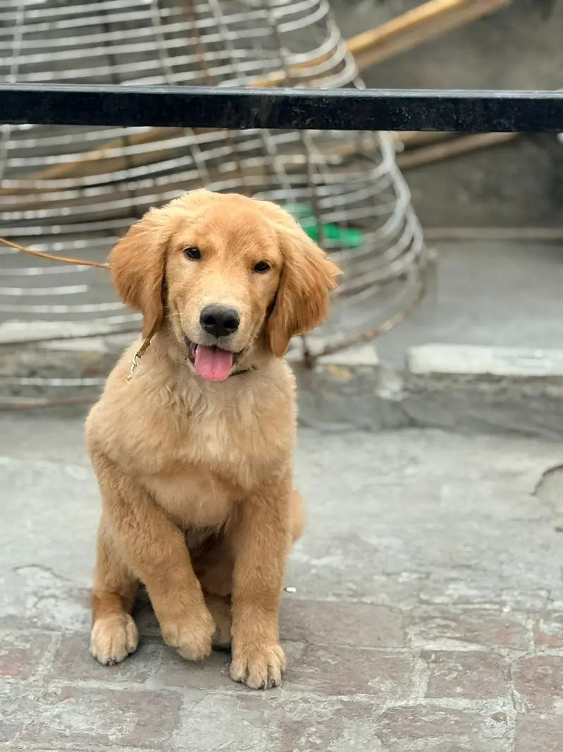 Golden retriever male puppy for sale — photo 4