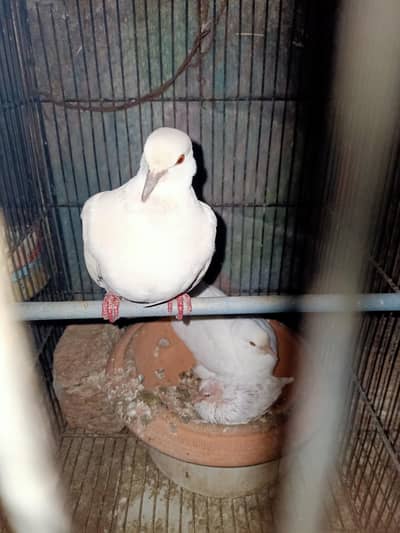 White Red Eyes Khumray