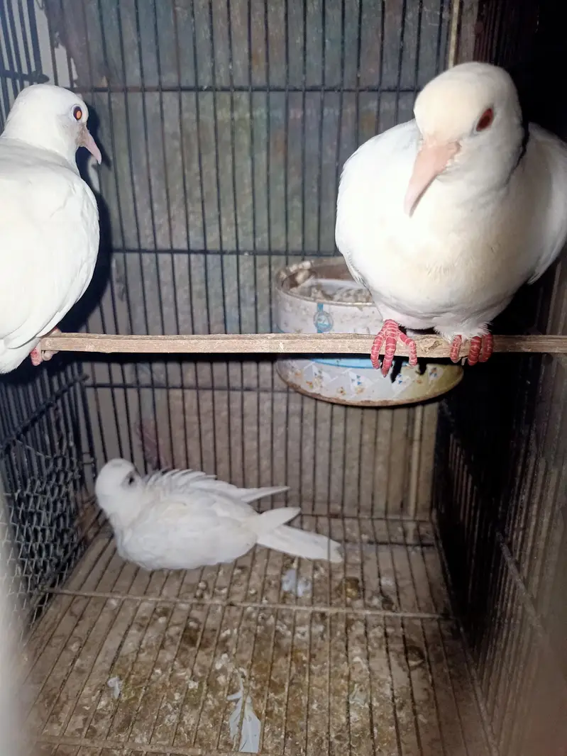 White Red Eyes Khumray — photo 2