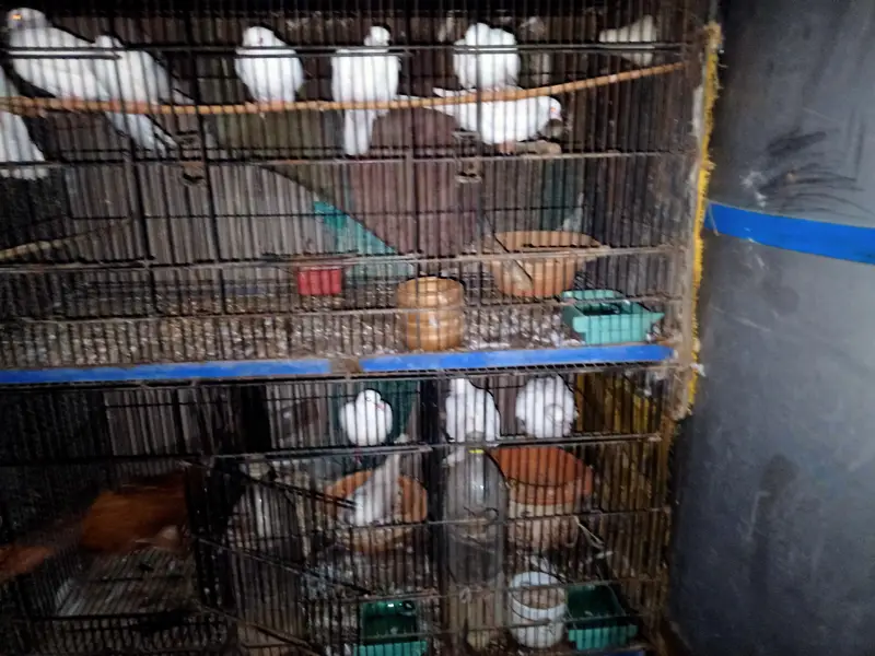 White Red Eyes Khumray — photo 3