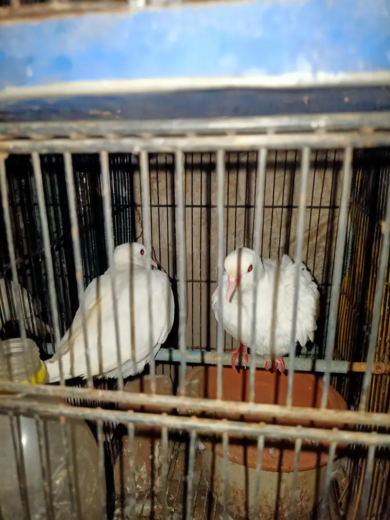 White Red Eyes Khumray — photo 4