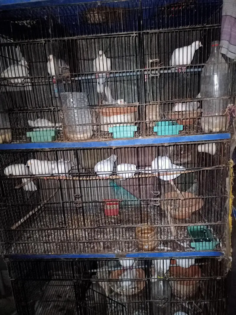 White Red Eyes Khumray — photo 5
