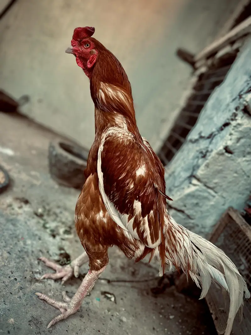 Pakistani — photo 2