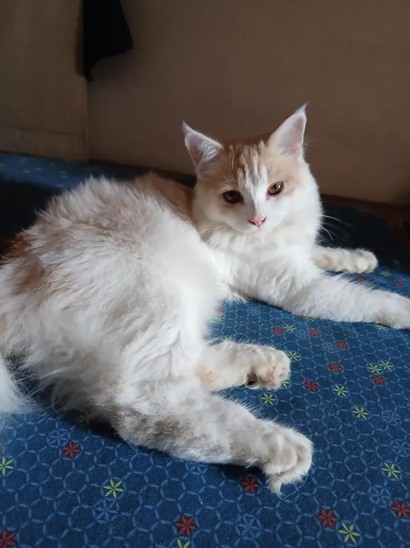 playful adorable litter trained male and female cat — photo 2