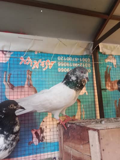 pigeons selling