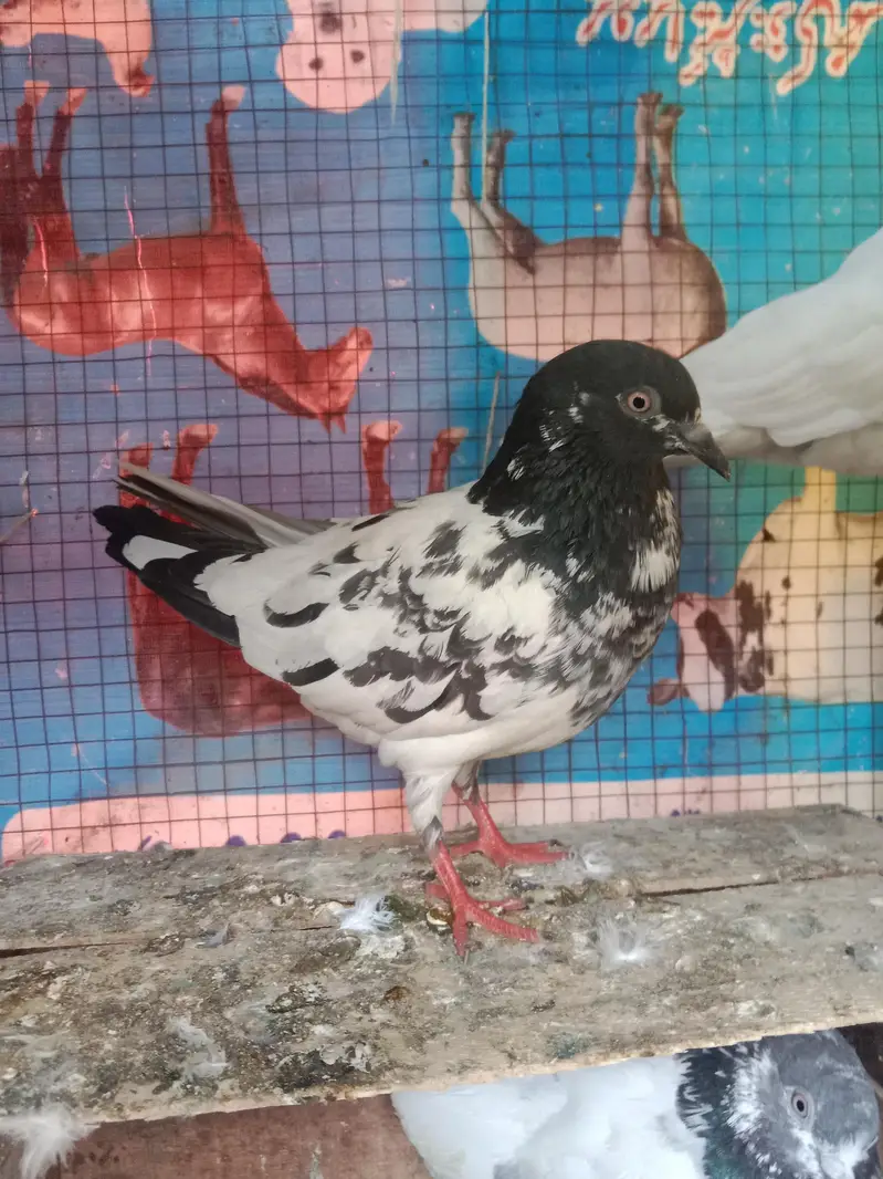 pigeons selling — photo 2