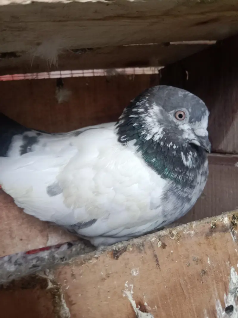 pigeons selling — photo 3