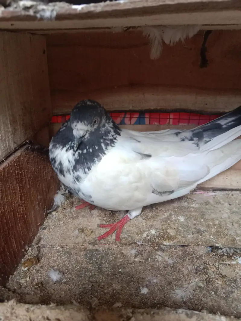 pigeons selling — photo 4
