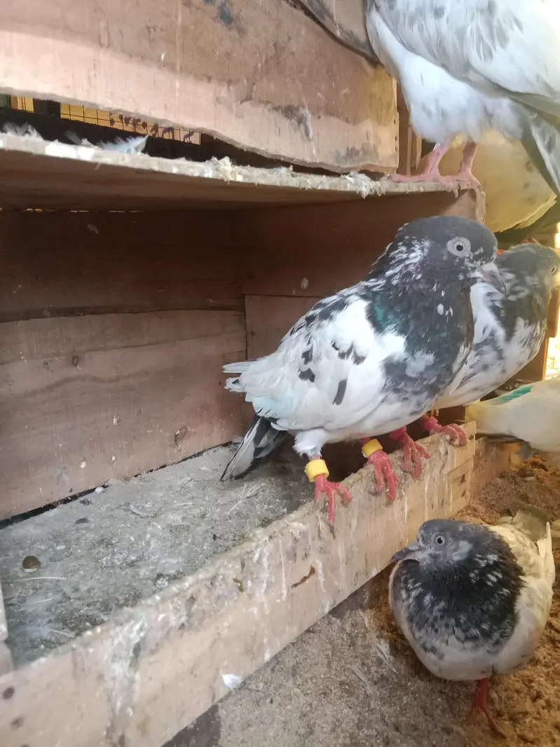 pigeons selling — photo 5