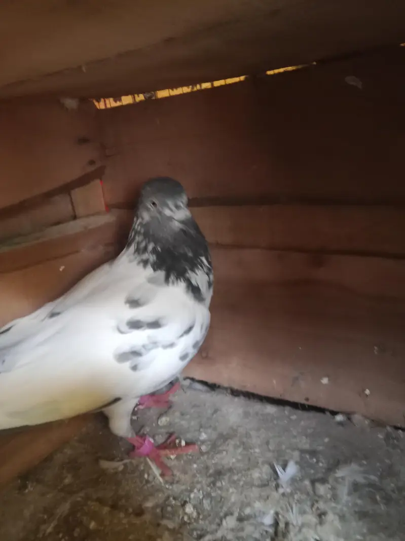 pigeons selling — photo 6