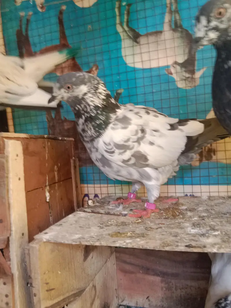 pigeons selling — photo 7