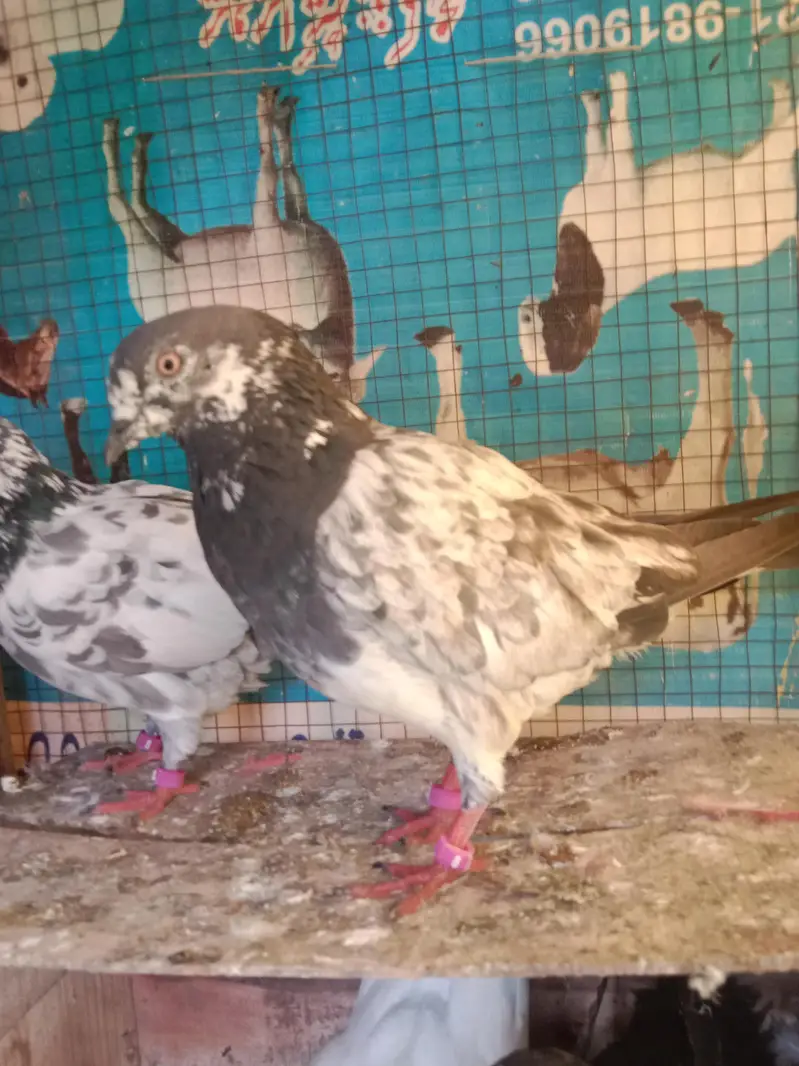 pigeons selling — photo 8