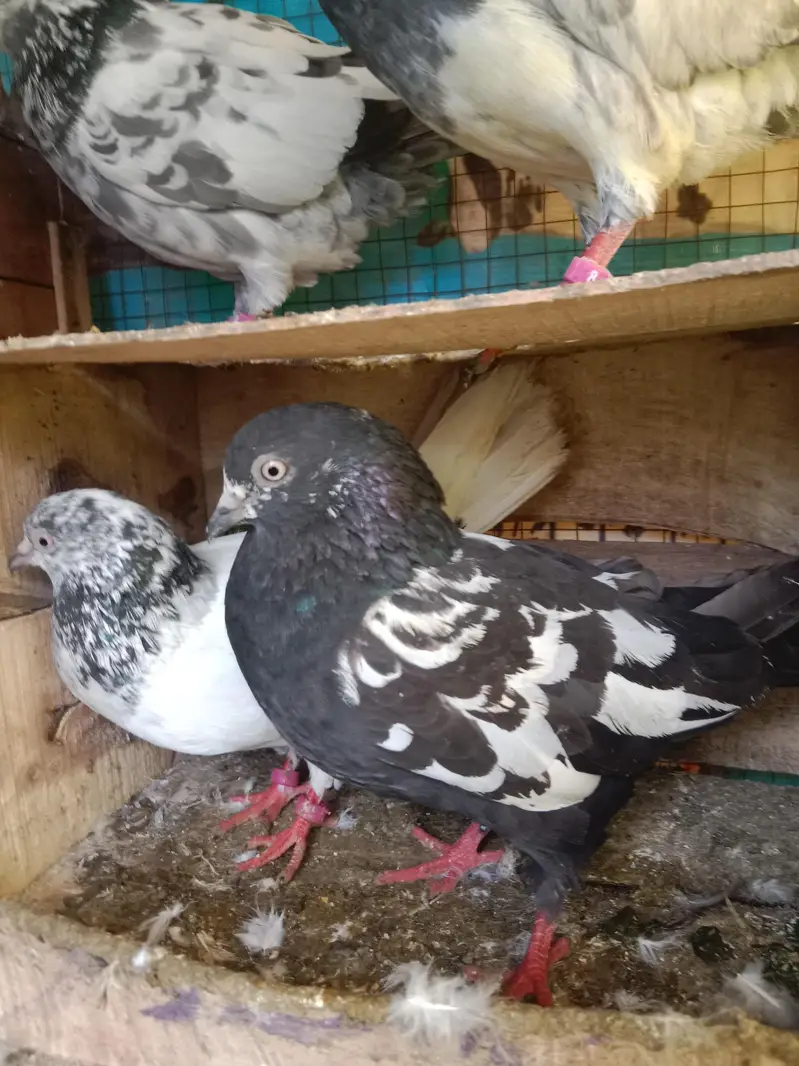 pigeons selling — photo 9