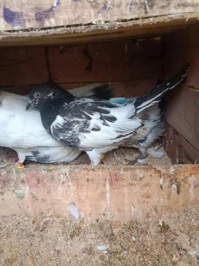 pigeons selling — photo 10