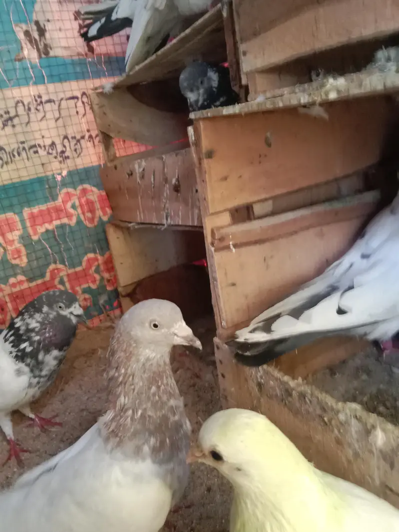 pigeons selling — photo 11