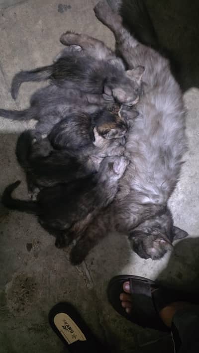 kittens for sale