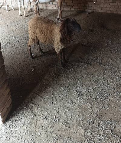 male sheep