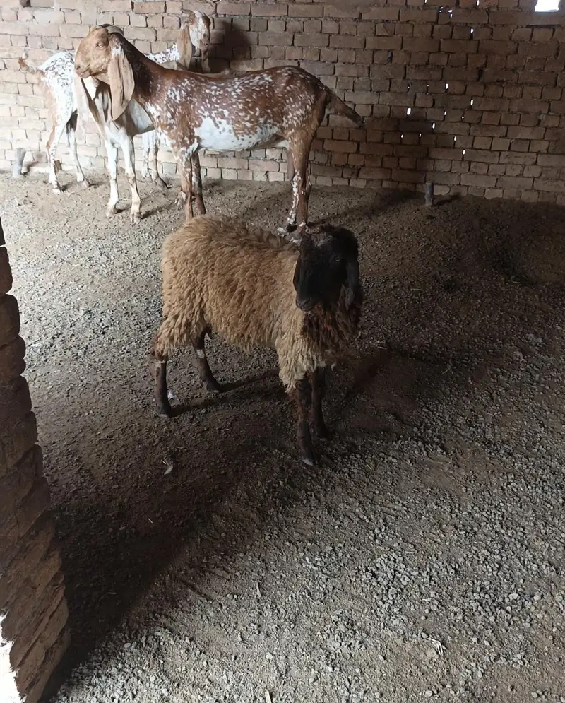 male sheep — photo 2