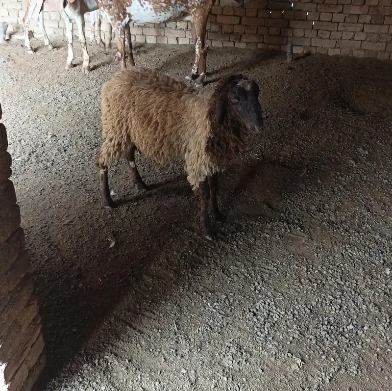 male sheep — photo 3