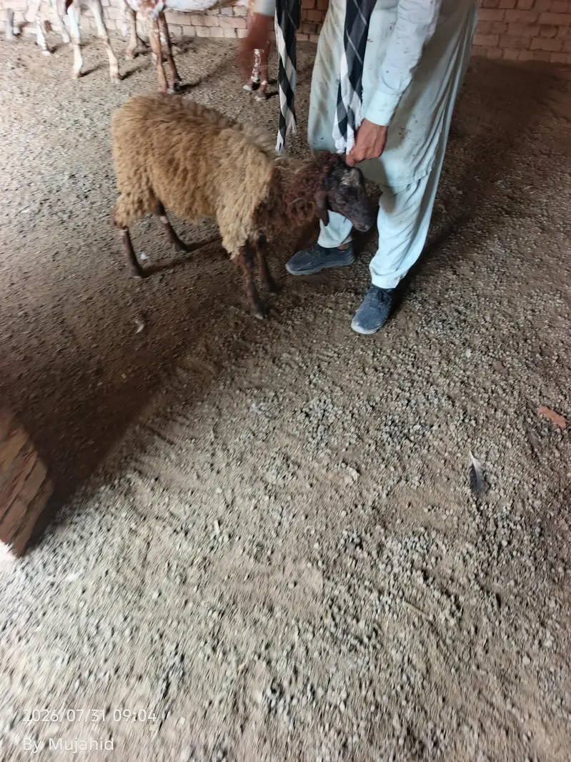 male sheep — photo 4