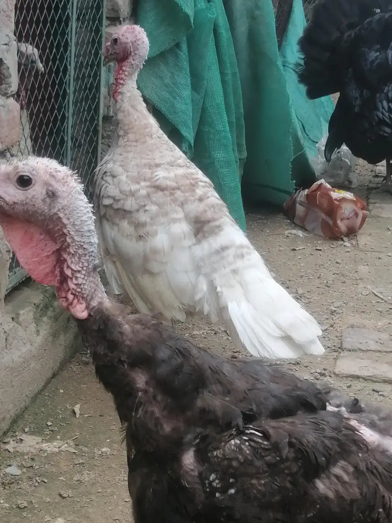 Turkey hens — photo 2