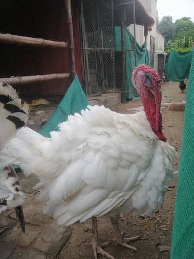 Turkey hens