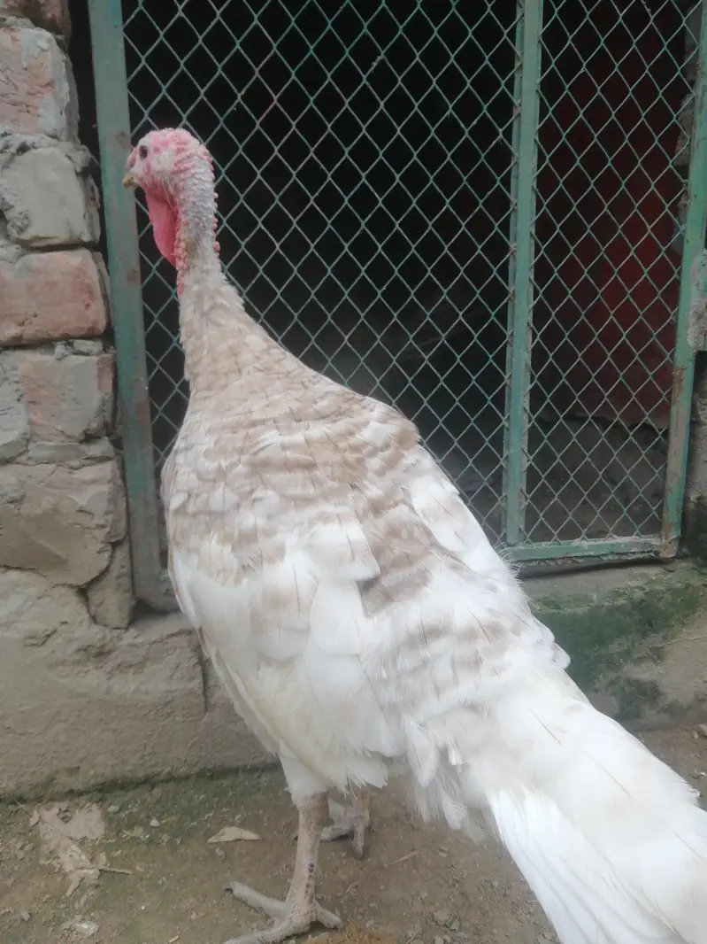 Turkey hens — photo 3