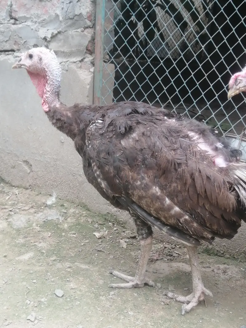 Turkey hens — photo 4