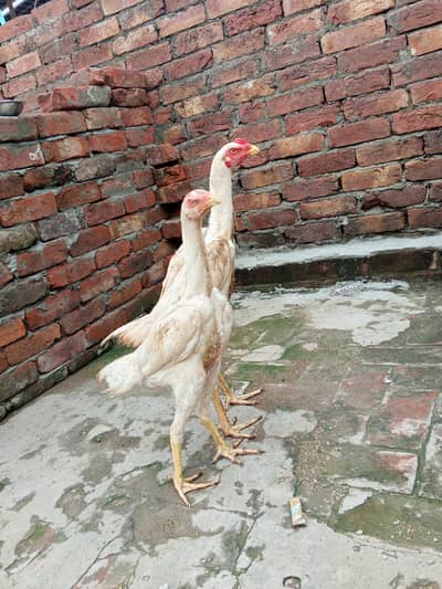 white shamo pair health active long hight WhatsApp number 03014616729
