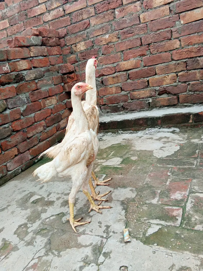 white shamo pair health active long hight WhatsApp number 03014616729 — photo 2