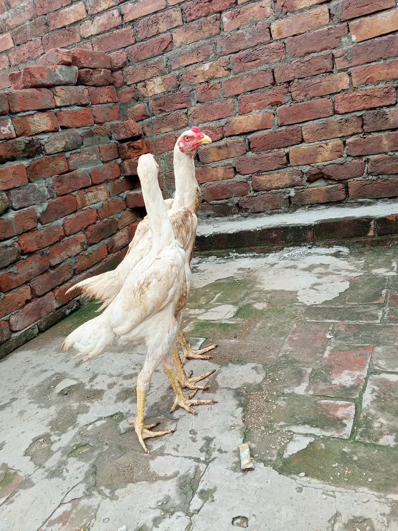 white shamo pair health active long hight WhatsApp number 03014616729 — photo 3