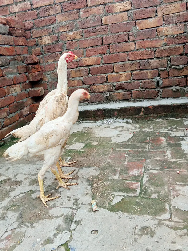 white shamo pair health active long hight WhatsApp number 03014616729 — photo 4