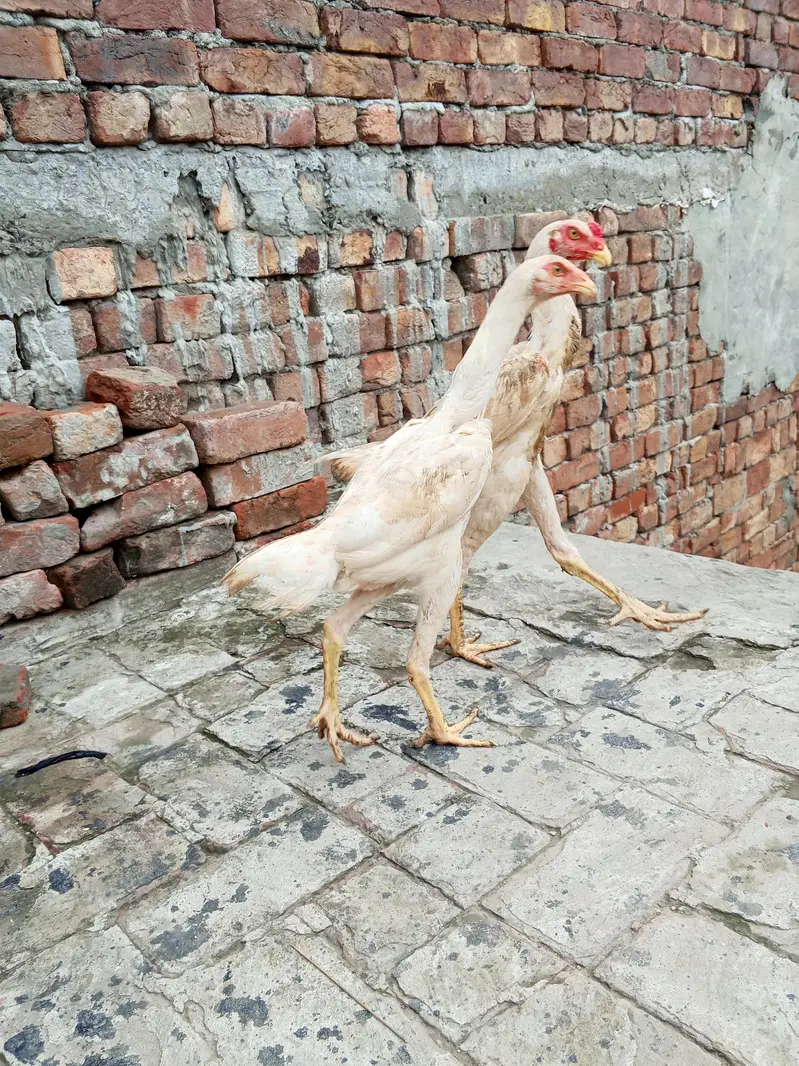 white shamo pair health active long hight WhatsApp number 03014616729 — photo 5