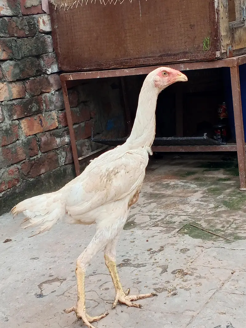 white shamo pair health active long hight WhatsApp number 03014616729 — photo 6