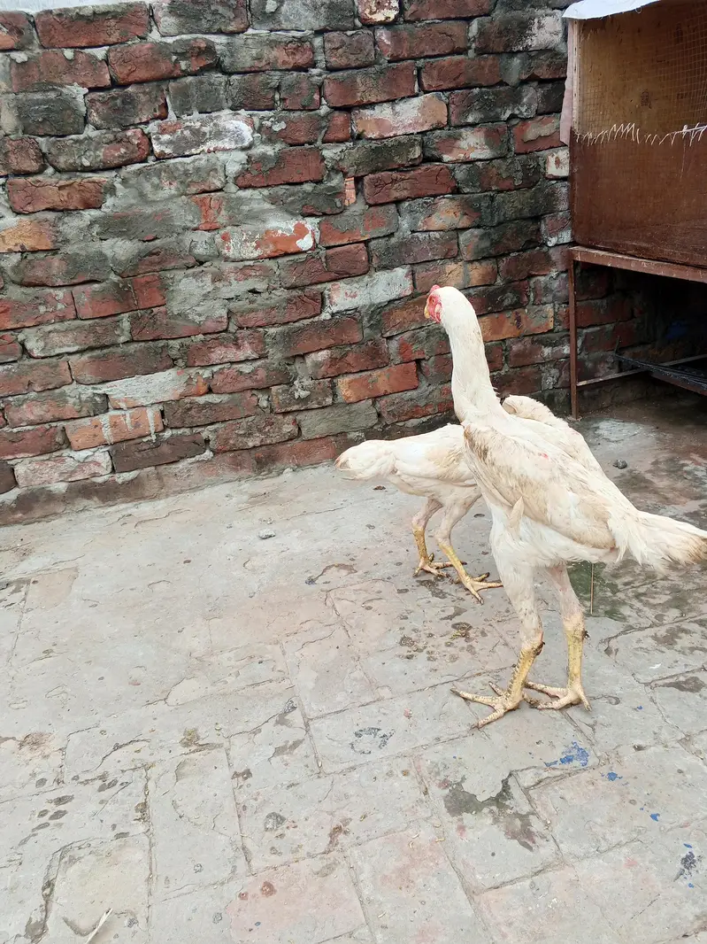 white shamo pair health active long hight WhatsApp number 03014616729 — photo 8